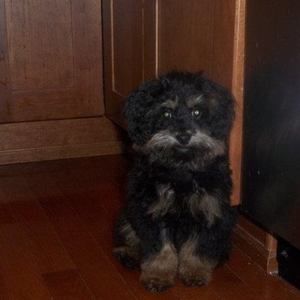 Meet your Posher, Tara